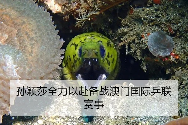 孙颖莎全力以赴备战澳门国际乒联赛事